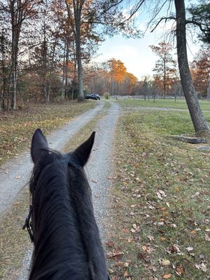 Horseback on Driveway